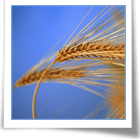 Coltivazione del grano nel territorio di Ozieri