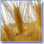Coltivazione del grano nella Piana di Ozieri